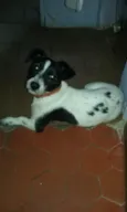 snoop
