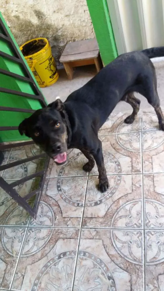 Cachorro ra a Labrador idade 7 a 11 meses nome Will Smitch