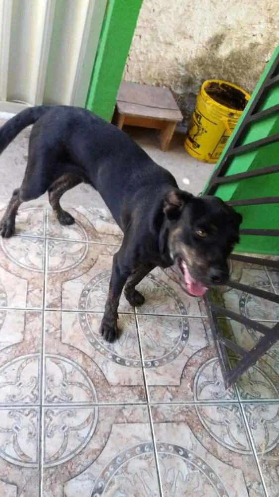 Cachorro ra a Labrador idade 7 a 11 meses nome Will Smitch