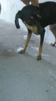 Preta
