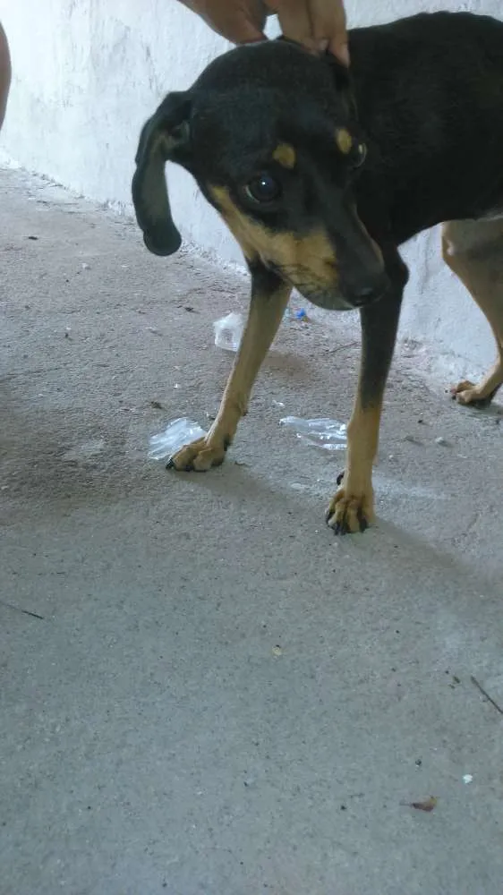 Cachorro raça É vira lata idade 7 a 11 meses nome Preta