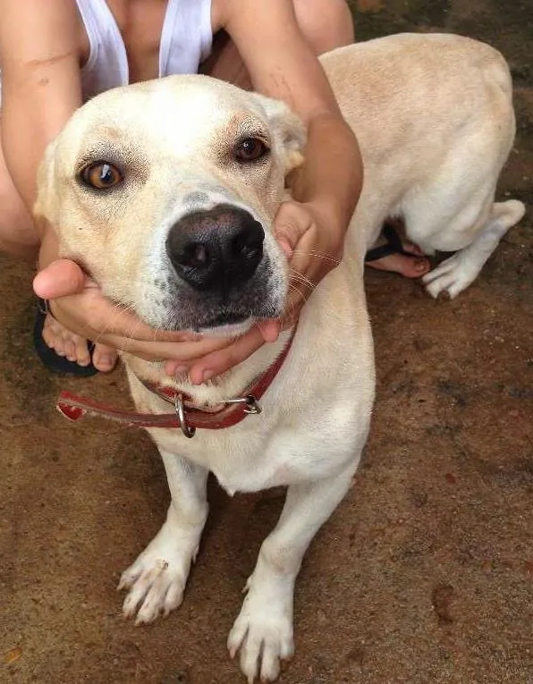 Cachorro ra a Mestiço idade 1 ano nome Tadeu