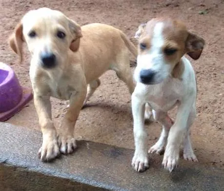 Cachorro ra a Mestiço idade 2 a 6 meses nome Sem nomes