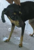 Preta