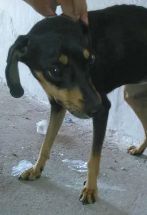 Cachorro raça É vira lata idade 7 a 11 meses nome Preta