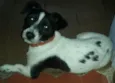 snoop
