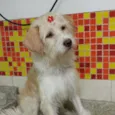 Loirinha 