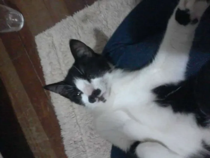 Gato ra a indefinida idade Abaixo de 2 meses nome sem nome