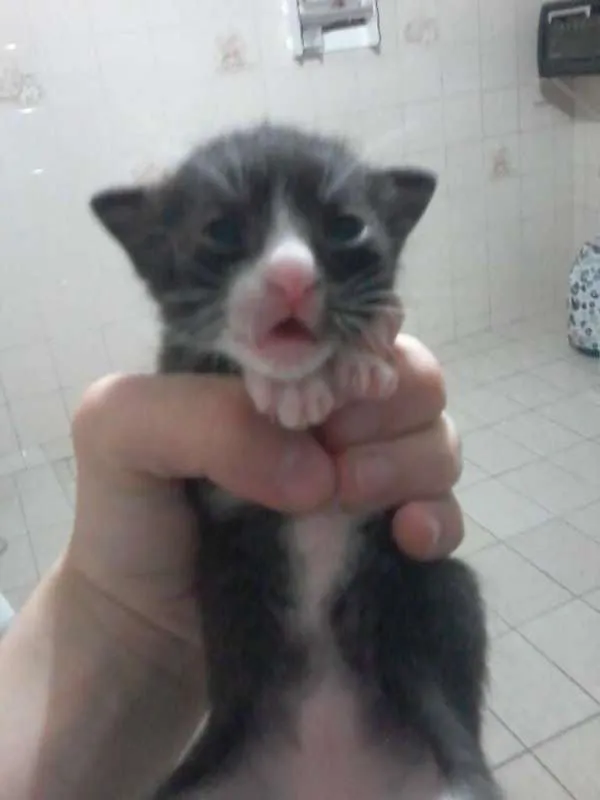 Gato ra a indefinida idade Abaixo de 2 meses nome sem nome