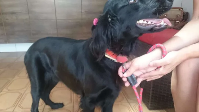 Cachorro ra a SRD idade 2 anos nome Penélope
