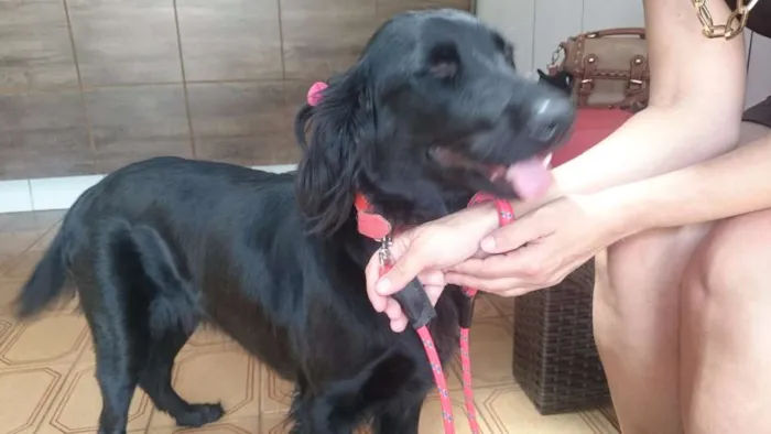 Cachorro ra a SRD idade 2 anos nome Penélope