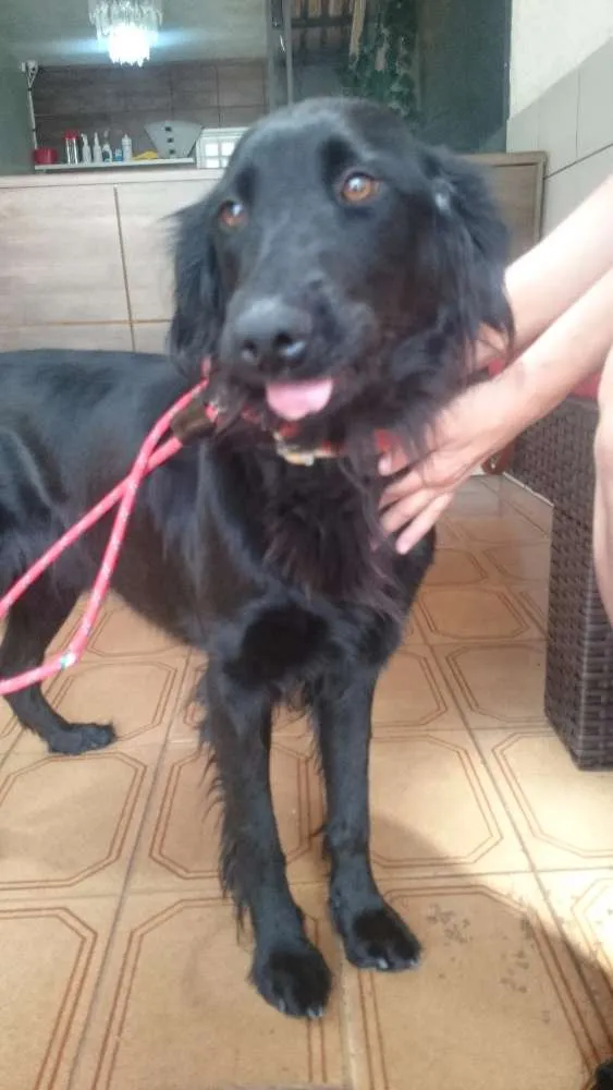 Cachorro ra a SRD idade 2 anos nome Penélope