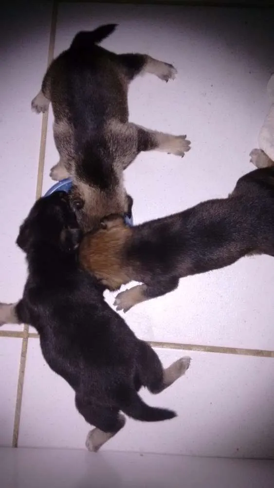 Cachorro ra a Indefinido idade Abaixo de 2 meses nome Alfa, ômega e beta