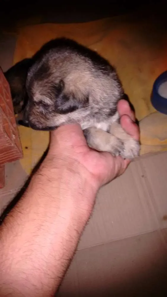 Cachorro ra a Indefinido idade Abaixo de 2 meses nome Alfa, ômega e beta