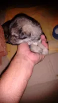 Alfa, ômega e beta