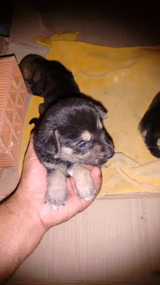 Cachorro ra a Indefinido idade Abaixo de 2 meses nome Alfa, ômega e beta
