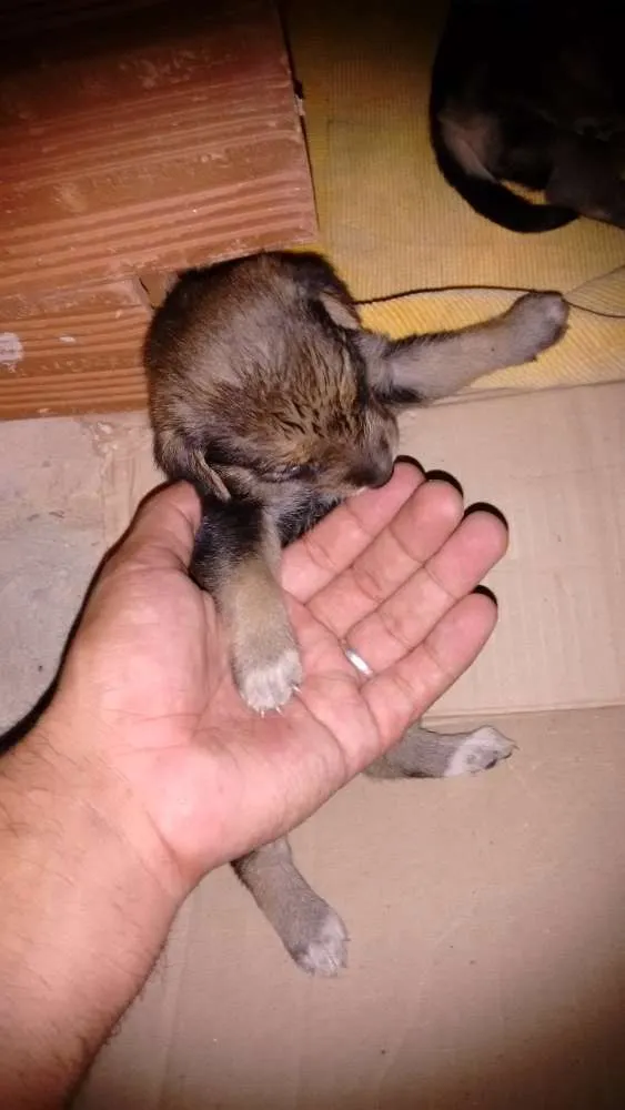 Cachorro ra a Indefinido idade Abaixo de 2 meses nome Alfa, ômega e beta