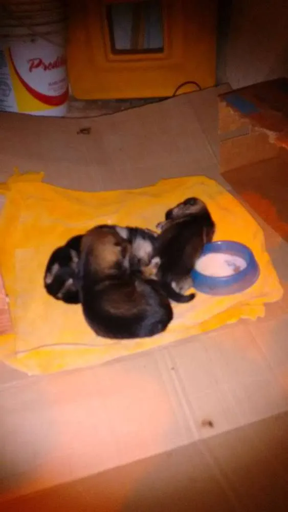 Cachorro ra a Indefinido idade Abaixo de 2 meses nome Alfa, ômega e beta