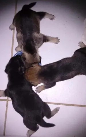 Cachorro raça Indefinido idade Abaixo de 2 meses nome Alfa, ômega e beta