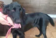 Penélope