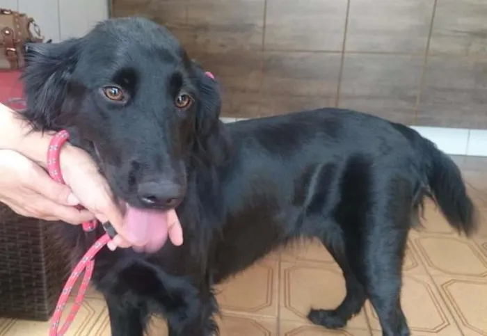 Cachorro ra a SRD idade 2 anos nome Penélope