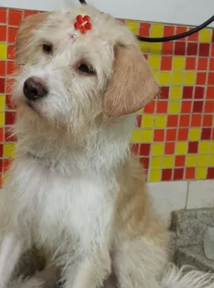 Cachorro raça Srd idade 2 anos nome Loirinha 