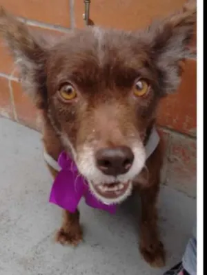 Cachorro raça SRD idade 6 ou mais anos nome Leleca