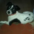 snoop