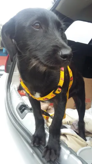 Cachorro raça SRD idade 2 a 6 meses nome Ariel