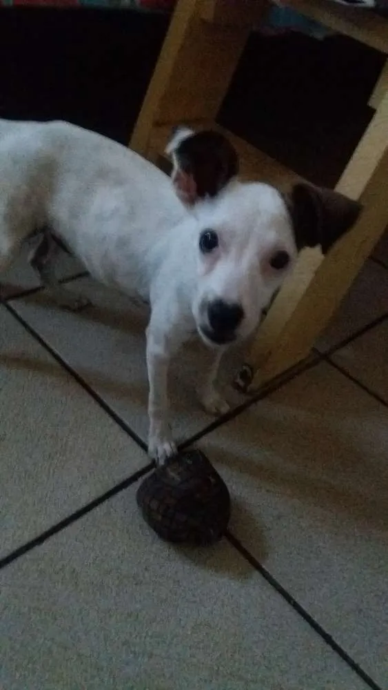 Cachorro raça Vira lata idade 2 a 6 meses nome Albina
