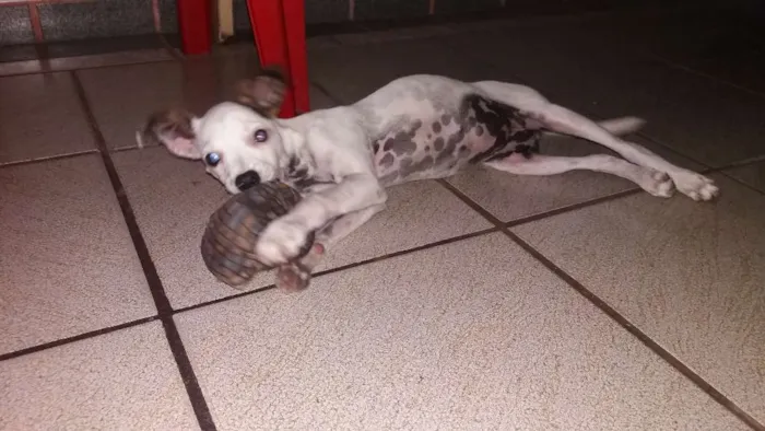 Cachorro raça Vira lata idade 2 a 6 meses nome Albina