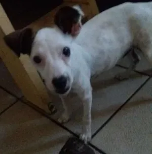 Cachorro raça Vira lata idade 2 a 6 meses nome Albina