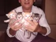 Gatinhos