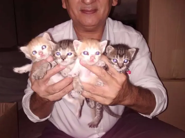 Gato ra a  idade Abaixo de 2 meses nome Gatinhos