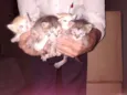 Gatinhos