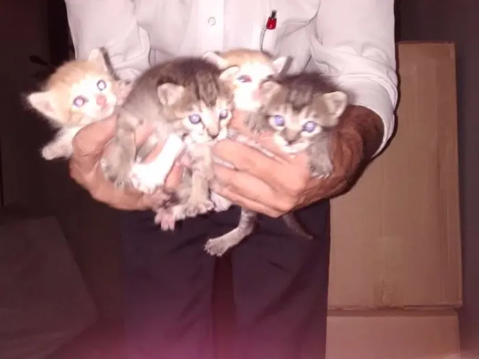 Gato ra a  idade Abaixo de 2 meses nome Gatinhos