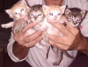 Gato raça  idade Abaixo de 2 meses nome Gatinhos