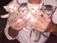 Gatinhos