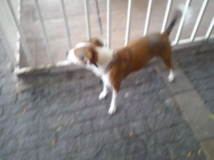 Cachorro ra a SRD idade 5 anos nome Thor