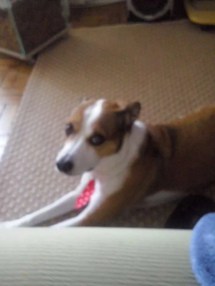 Cachorro ra a SRD idade 5 anos nome Thor