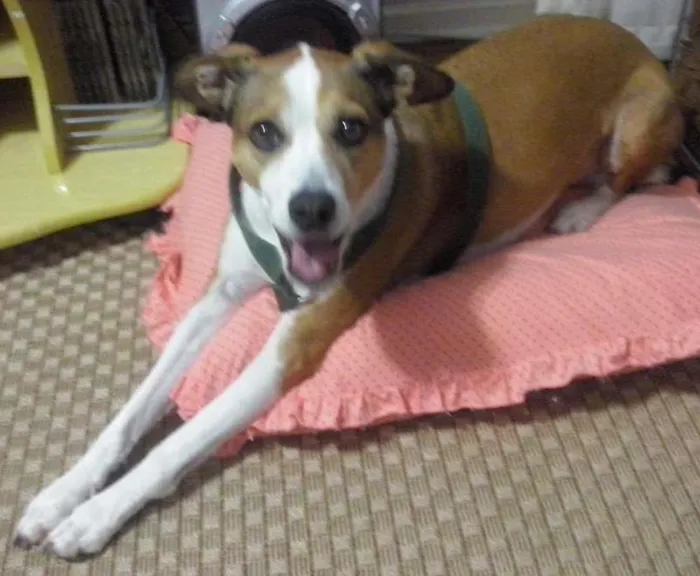 Cachorro ra a SRD idade 5 anos nome Thor
