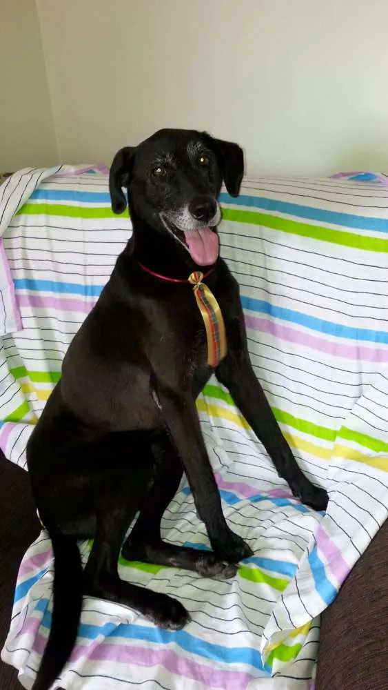 Cachorro ra a SRD idade 5 anos nome BOLT