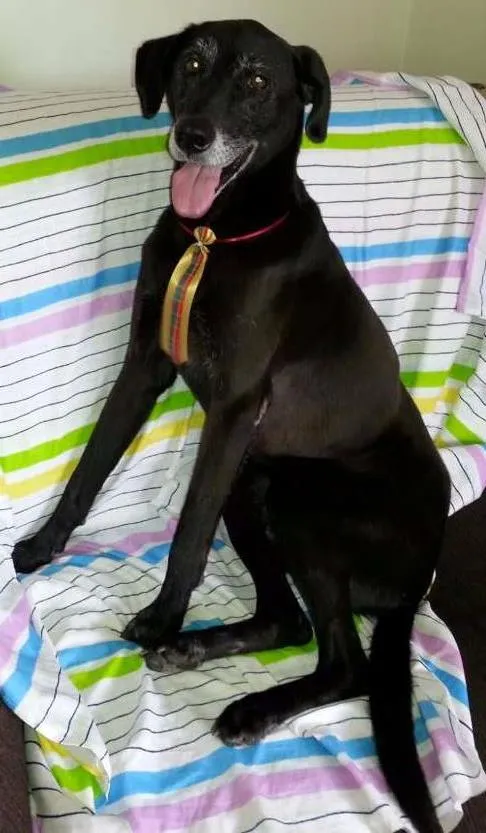 Cachorro ra a SRD idade 5 anos nome BOLT