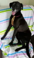 BOLT