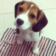 Baby
