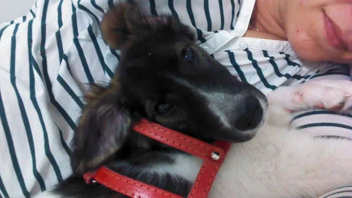 Cachorro ra a SRD idade 7 a 11 meses nome Mocinha