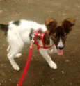 Mocinha