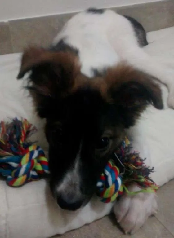 Cachorro ra a SRD idade 7 a 11 meses nome Mocinha