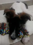 Mocinha