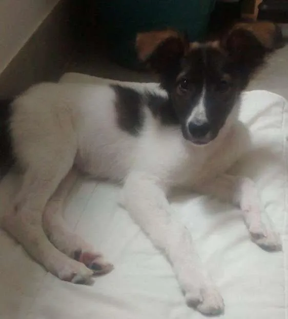 Cachorro ra a SRD idade 7 a 11 meses nome Mocinha